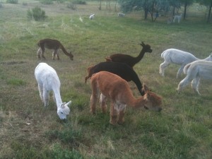 Alpacas grazing in the pasture